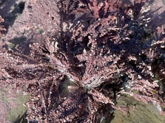 Calliarthron tuberculosum