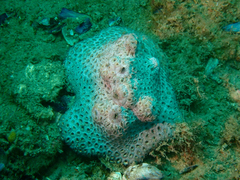 Plesiastrea versipora
