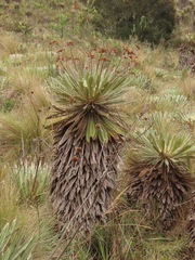 Espeletia rabanalensis
