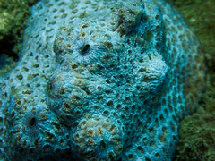 Plesiastrea versipora