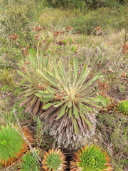 Espeletia rabanalensis