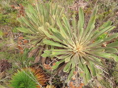 Espeletia rabanalensis