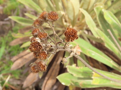 Espeletia rabanalensis