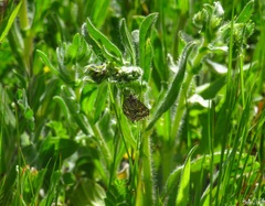 Evergestis frumentalis