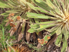 Espeletia rabanalensis
