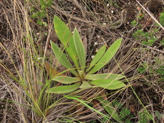 Espeletia rabanalensis