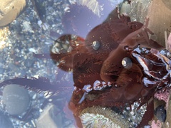Prionitis lanceolata