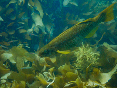 Olisthops cyanomelas