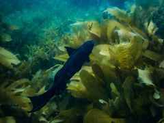 Olisthops cyanomelas