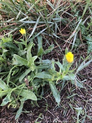 Calendula arvensis