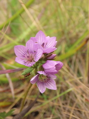 Gentianella corymbosa