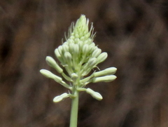 Pseudogaltonia clavata image