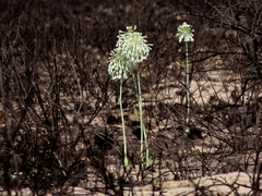 Pseudogaltonia clavata image