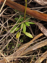 Gentianella corymbosa