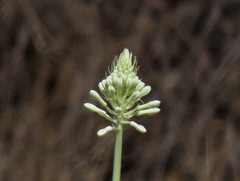 Pseudogaltonia clavata image