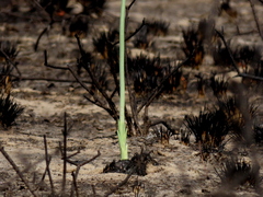 Pseudogaltonia clavata image