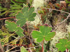 Geranium santanderiense