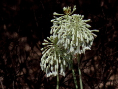 Pseudogaltonia clavata image