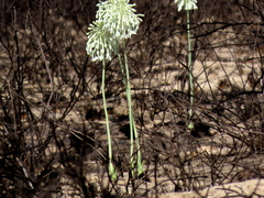 Pseudogaltonia clavata image