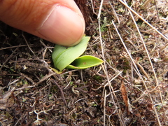 Gomphichis