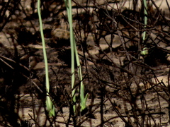 Pseudogaltonia clavata image