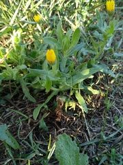 Calendula arvensis