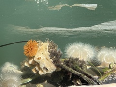 Eudistylia polymorpha