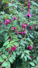 Fuchsia magellanica