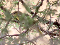 Ploceus velatus caurinus