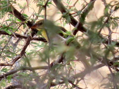 Ploceus velatus caurinus
