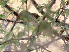 Ploceus velatus caurinus