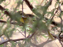 Ploceus velatus caurinus
