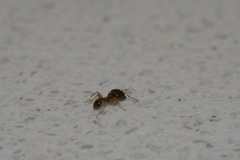 Pheidole