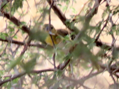 Ploceus velatus caurinus