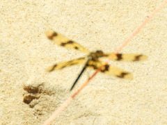 Rhyothemis graphiptera