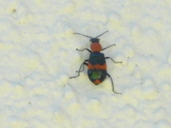 Dicranolaius bellulus