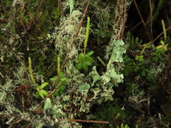 Peperomia microphylla