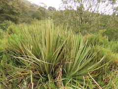 Puya goudotiana