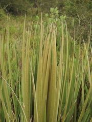 Puya goudotiana