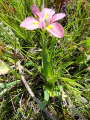Moraea tricolor