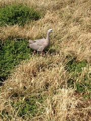 Cereopsis novaehollandiae