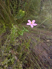 Chironia melampyrifolia