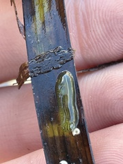 Phyllaplysia taylori
