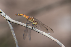 Diplacodes melanopsis