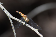 Diplacodes melanopsis