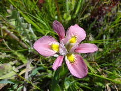 Moraea tricolor