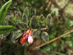 Vaccinium floribundum