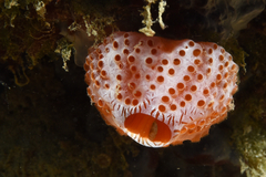 Aplidium elegans