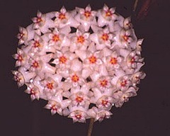 Hoya
