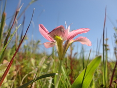 Moraea tricolor